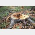 Tree Diseases